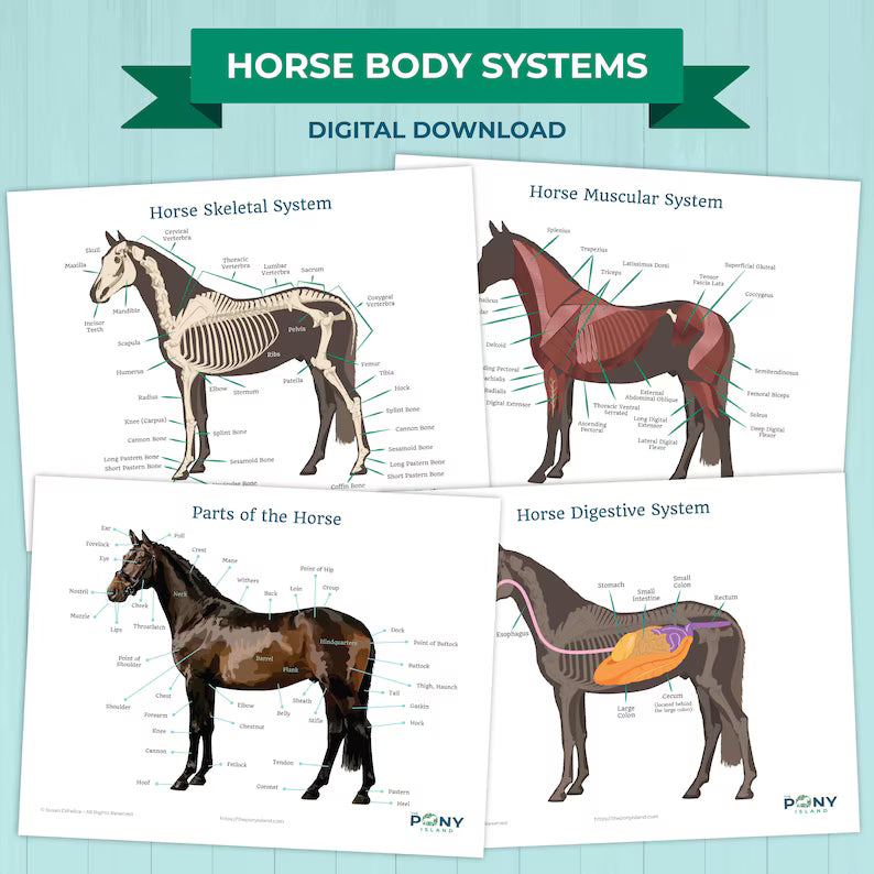 Horse Body System