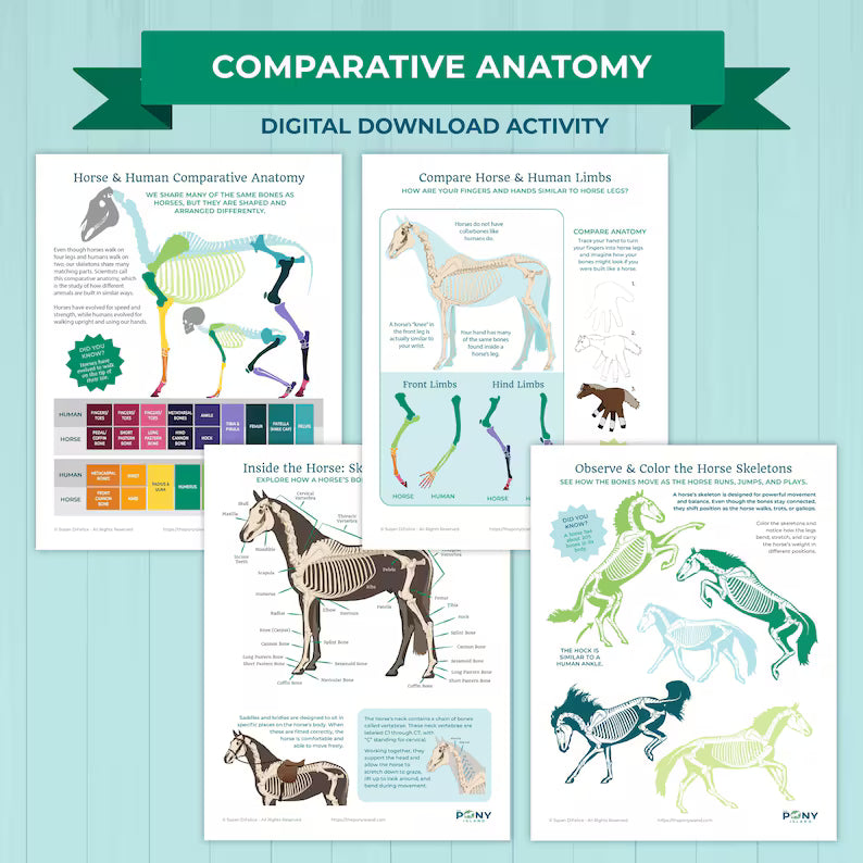 Horse Comparative Anatomy