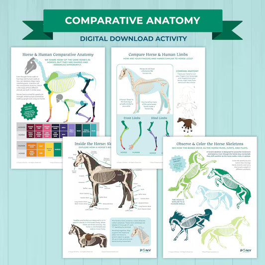 Horse Comparative Anatomy
